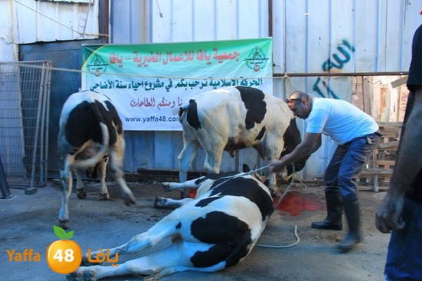 ada7y 116 n1 (52).JPG